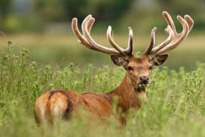 Lorem Ipsum is simply dummy text of the printing