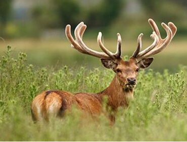 Lorem Ipsum is simply dummy text of the printing