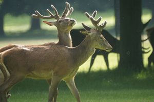 Lorem Ipsum is simply dummy text of the printing